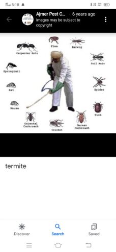 Best pest and termite control in ajmer